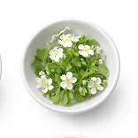 Bacopa Monnieri in MindWake
